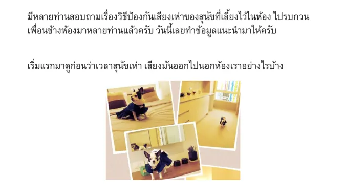 ภาพประกอบ: แนวทางการป้องกันเสียงรบกวนจากสัตว์เลี้ยงที่เลี้ยงไว้ภายในห้องคอนโดไม่ให้เสียงออกไปรบกวนภายนอก